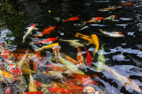 Colorful koi fish or carp fish inside a pond of water.