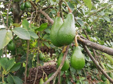 Meyveleriyle avokado ağacı, avokado hasadı, avokado yetiştiriciliği