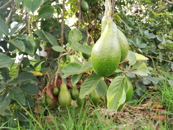 Avocado tree with its fruits, avocado harvest, avocado cultivation