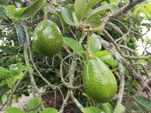 Avocado tree with its fruits, avocado harvest, avocado cultivation