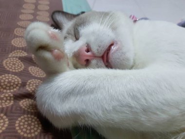 Uykulu beyaz kedi , Gri kedi Sleepy yatak arka plan üzerinde