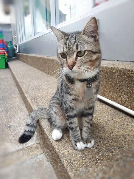 床に灰色のタビー猫 トップビュー タイで リラックスした猫 — ストック写真