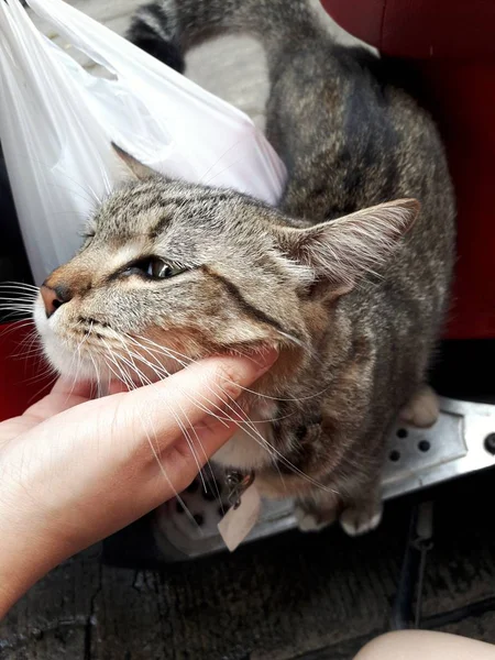 Young Tabby Cat Women Hand Scratch Chin White Cat Relaxed — 스톡 사진