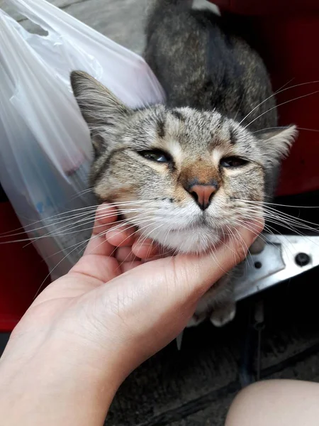 Young Tabby Cat Looking Camera Women Hand Scratch Chin White — 스톡 사진