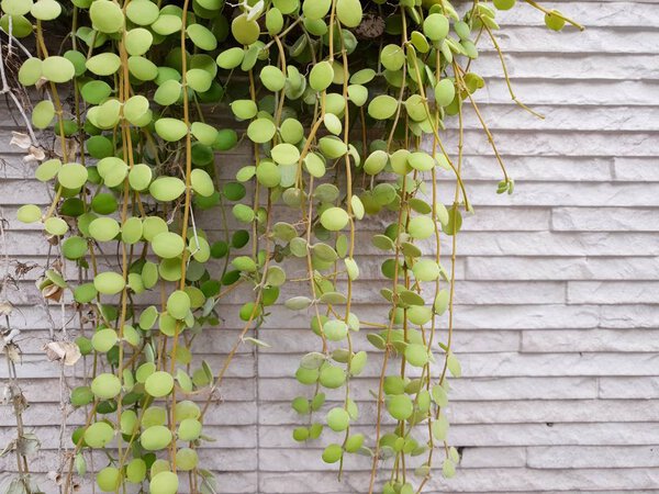 Деревья Дэйва, Зеленые листья висят на стене. природа обои концепции. Пусто. Слишком мягкая. пространство для вашего текста. Экологическая концепция, (Dischidia nummularia
)