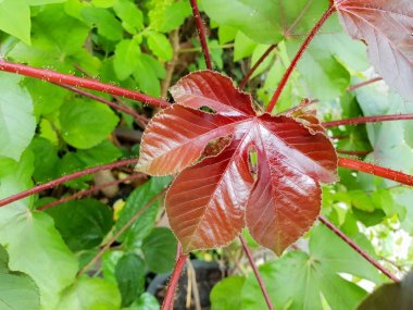 Bir arka plan olarak kırmızı şube ve yaprakların üst görünümü, Doğal duvar kağıdı kavramı, Soyut dal ve yapraklar, Ekolojik Kavram, kopyalama alanı.