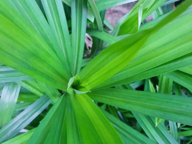 Bir arka plan olarak yeşil yaprakları pandom wangi veya Pandanus Palm üst görünümü, Doğal yeşil yaprak duvar kağıdı, Ekolojik Kavram. (Kokulu Pandan, Pandanus amaryllifolius Roxb, Pandanaceae)