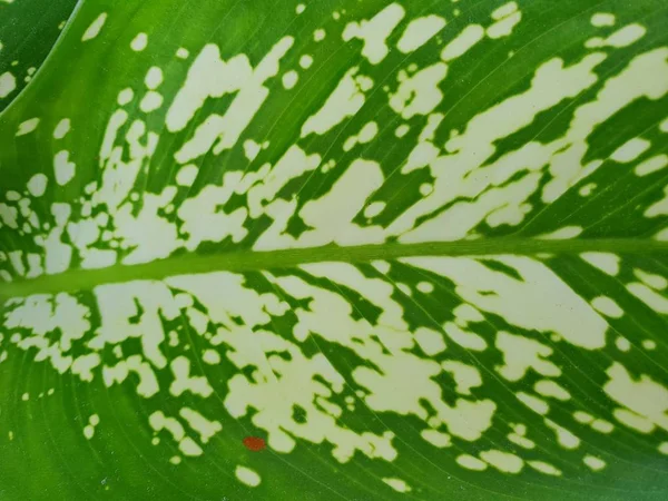 나뭇잎 소프트 포커스 Aglaonema 배경으로 배경에 벙어리 지팡이 상단보기 — 스톡 사진