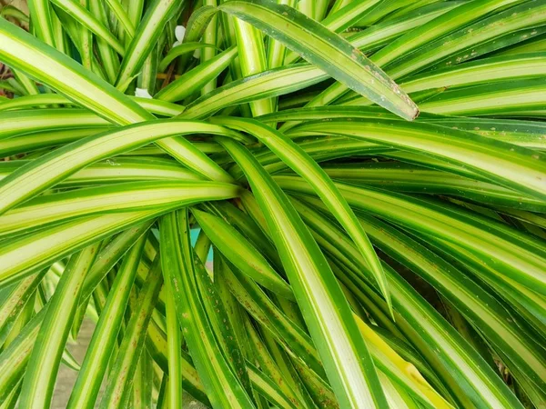 배경으로 나뭇잎 식물의 상단보기 추상은 텍스처를 남깁니다 홀로로피텀 코모섬 안테리카과 — 스톡 사진