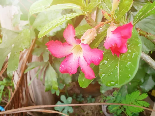 Nahaufnahme Tropfen Mit Rosa Blume Auf Zweig Und Blättern Hintergrund — Stockfoto