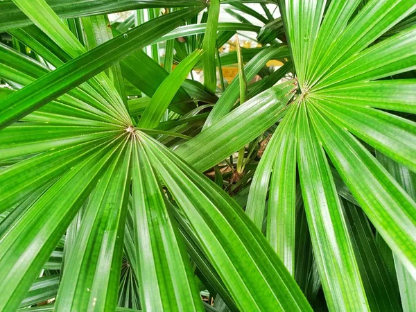 Top Löv Saw Palmetto Abstrakt Blad Konsistens Naturligt Grönt Tapet — Stockfoto
