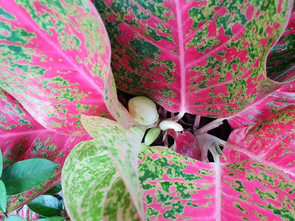 Top view of leaves Chinese Evergreen or Aglaonema modestum as a background. Natural pink wallpaper, Ecological Concept. Ecological Concept,(Dumb cane)