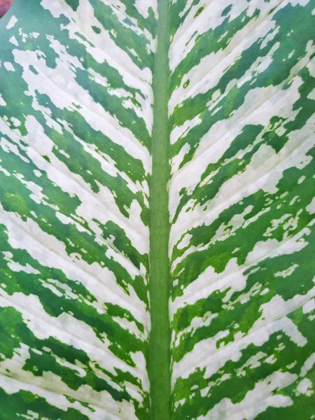 Soft Focus of leaves Chinese Evergreen or Aglaonema modestum as a background. Natural green wallpaper, Ecological Concept.water drop on green leaf background. Ecological Concept,(Dumb cane), Top view