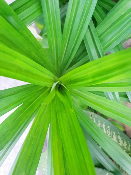 Felülnézet Zöld Levelek Pandom Wangi Vagy Pandanus Palm Mint Háttér — Stock Fotó