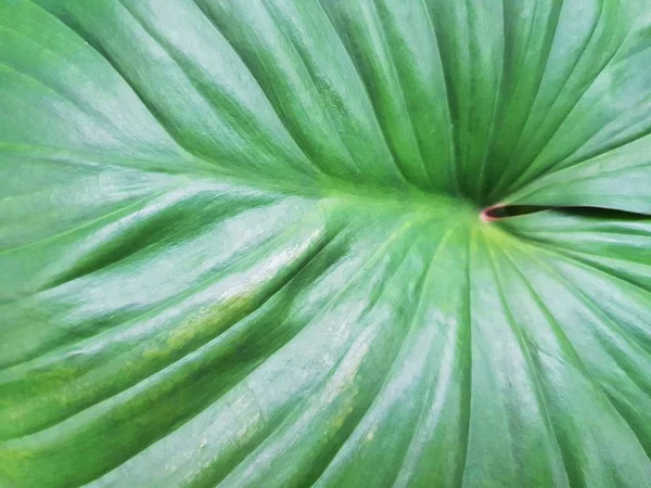 Vista Superior Rey Del Corazón Árbol Verde Como Fondo Concepto — Foto de Stock