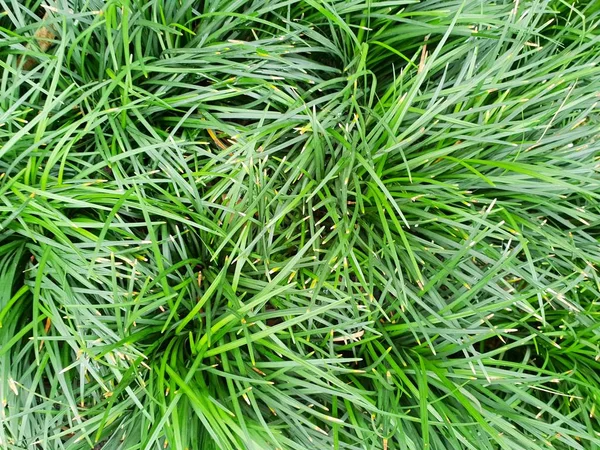 Fondo Verde Las Plantas Cobertura Del Suelo Hojas Textura Vista — Foto de Stock