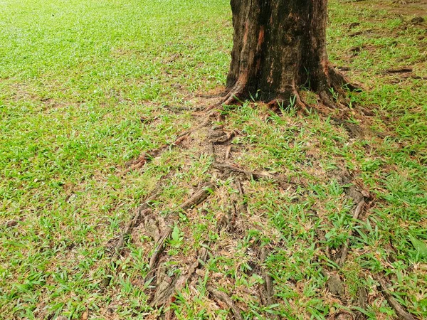 Tayland ormanda yerde yeşil çim ile büyük ağaç kökleri, Soyut arka plan, Şablon metin için Alan, Boş kavram, (Pembe trompet ağacı, Tabebuia rosea)