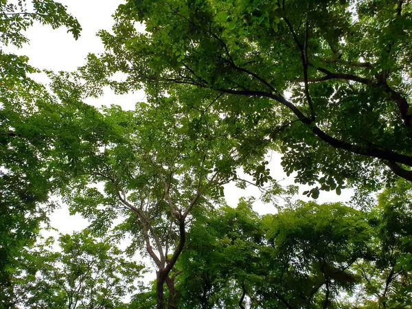 Büyük ağaç izole beyaz arka plan, Ağaç siluet, soyut duvar kağıdı, Boş kavram arıyorsunuz