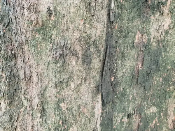 Ahşap doku arka planı. Gövde detay dokusu arka plan, ağaç kabuğu deseni duvar kağıdı. Soyut arka plan, Gnarl ağacı. Şablondaki metin için boşluk, boş konsept