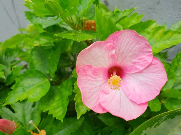 Bulanık dal üzerinde ebegümeci veya Chaba çiçek yakın ve arka plan, arka plan olarak Pembe çiçek, Ekolojik Kavram, Şablon metin için Alan (Hibiscus rosa-sinensis, Malvaceae)