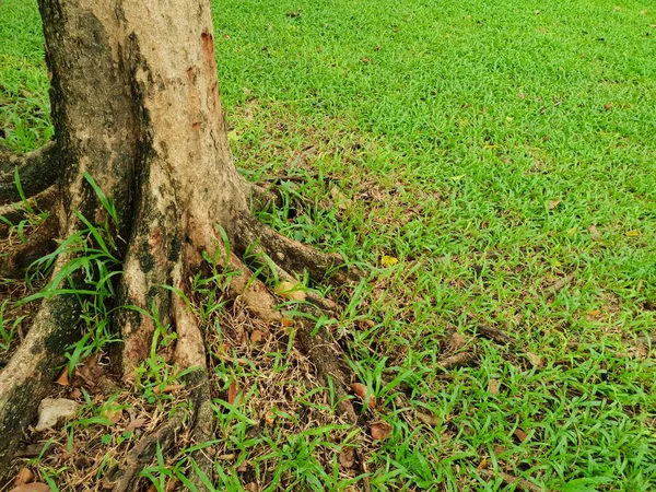 根与大树与绿色草在地面在泰国的森林 抽象背景 文本在模板的空间 空的概念 粉红喇叭树 塔贝布亚玫瑰花 — 图库照片