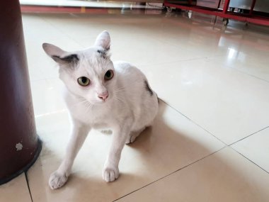 Evsiz kedi, Genç beyaz kedi katta korkuyor, Şablon metin için Alan