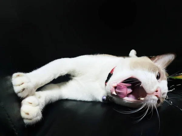 Retrato Gato Gris Bostezando Acostado Sofá Negro Espacio Para Texto —  Fotos de Stock