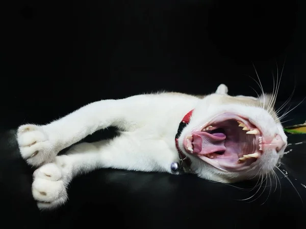 Retrato Gato Gris Bostezando Acostado Sofá Negro Espacio Para Texto —  Fotos de Stock
