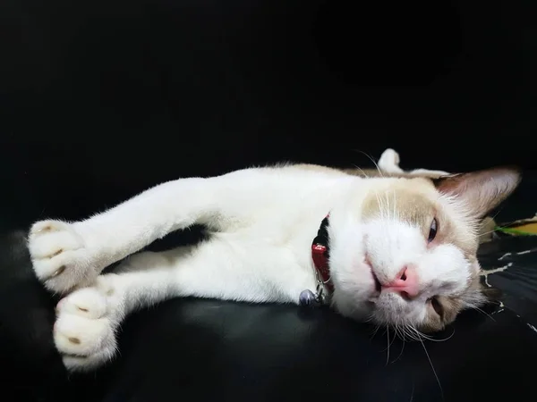 黒いソファの上に横たわって眠っている灰色の猫の肖像画 テンプレートのテキストのためのスペース タイで リラックスした猫 — ストック写真