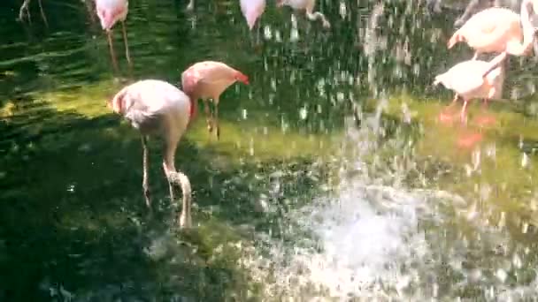 Flamants roses, cascade, oiseaux 