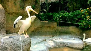 Genç erkek beyaz pelikan 