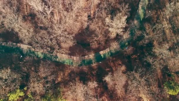 FORÊT DURANT LE TARD AUTOMNE. VUE D'ENSEMBLE 