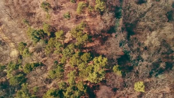 Forestal Durante Tarde Autumo Tiempo Vista Desde Aquí — Vídeos de Stock