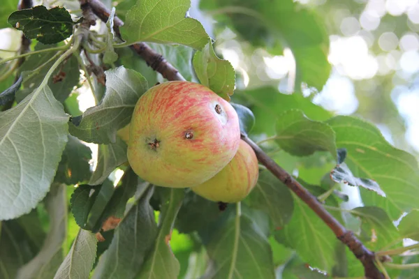 Bir daldaki solucandan zarar gören kırmızı-yeşil elma