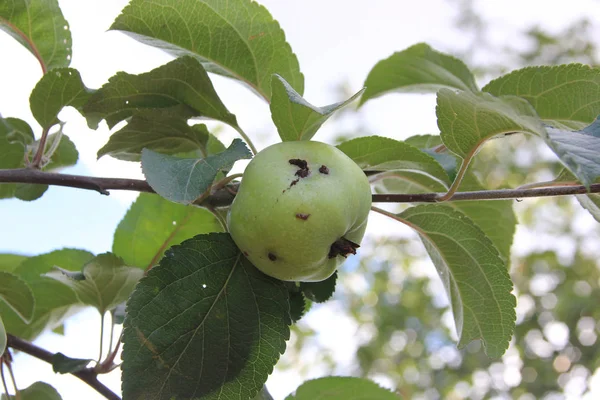Daldaki bir solucandan zarar gören yeşil elma