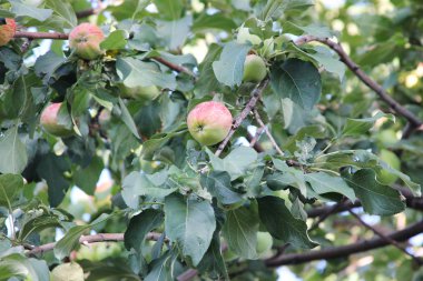 Bir dal elma ağacında bir solucan tarafından hasar kırmızı-yeşil elma