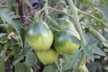 Yeşil yaprakları arka plan üzerinde dalı üzerinde olgunlaşmamış domates. Kırsal bahçede yetişen domates çalısı