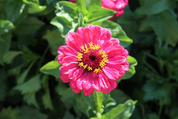 Bahçede pembe zinnia elegans