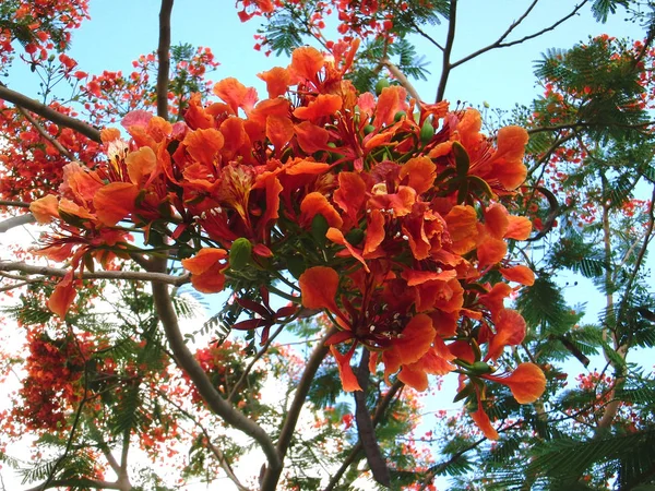 Delonix güneşli bir günde mavi bir gökyüzü arka plan üzerinde bahçede çiçeklenme