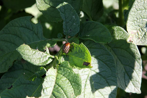 Colorado böceği güneşli bir günde yeşil patates yaprakları yeme