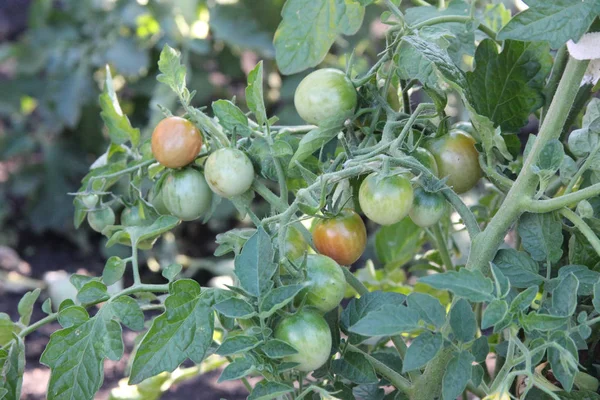 The branch of the cherry tomatoes ripening in the sun. reen bush of the cherry tomatoes