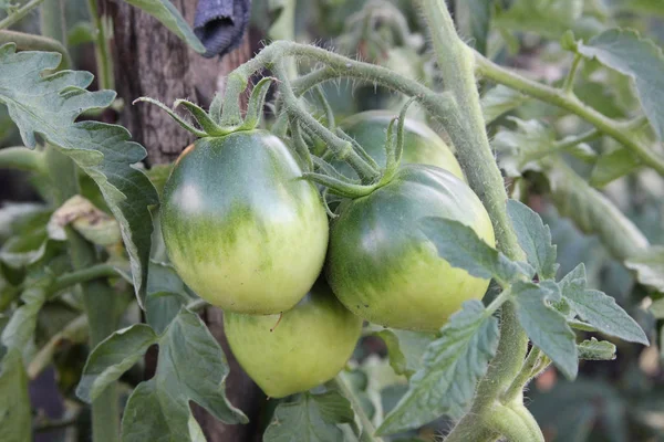 Tomates não maduros no ramo no fundo folhas verdes. O arbusto dos tomates crescendo no jardim rural — Fotografia de Stock