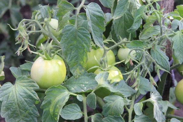 Tomates orgânicos não maduros no ramo no fundo das folhas verdes. O arbusto dos tomates crescendo no jardim de verão — Fotografia de Stock