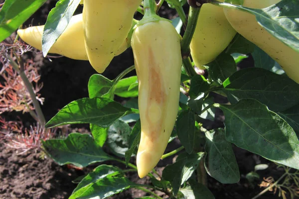 hasarlı sarı biber bir çalı üzerinde yetişir