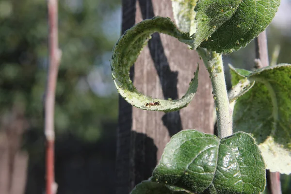 Aphids are sucking juice of the apple-tree and ant is pasturing them on the branch. Closeup — Stock Photo, Image