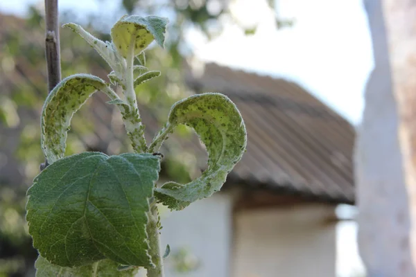 Yaprak bitleri elma ağacının suyunu emiyor ve karınca dala bulaşıyor.