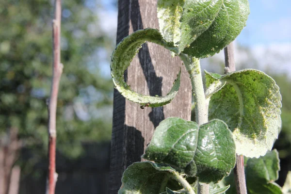 Yaprak bitleri elma ağacının suyu emme ve karınca merhem olduğunu 