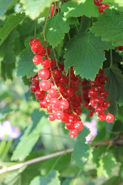 Una grosella roja madura en el fondo de las hojas verdes en el día soleado. Bayas en el arbusto en el jardín de verano —  Fotos de Stock