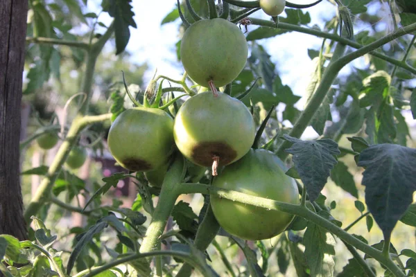 Doença de tomate. Blossom podridão final. Os tomates verdes são podres na filial no jardim rural — Fotografia de Stock