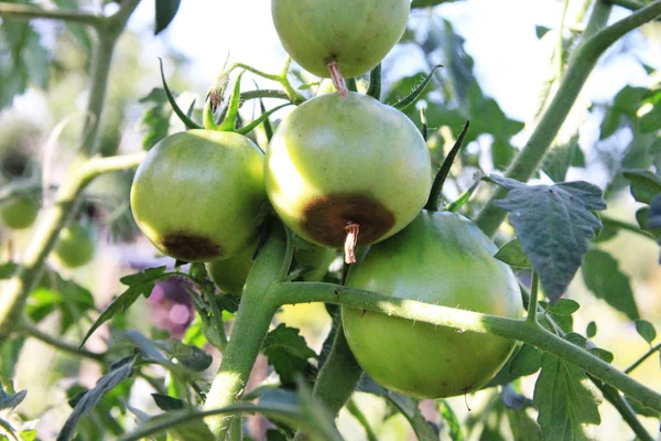 Domates hastalığı. Çiçek uçlu çürük. Yeşil domatesler güneşli bir günde dalda çürür.